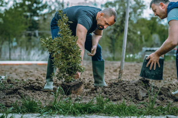 Best Tree Trimming and Pruning  in USA